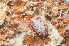 Goniobranchus setoensis