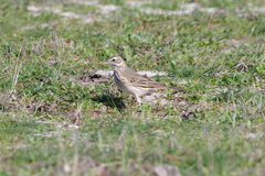 Anthus australis