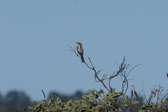 Gliciphila melanops