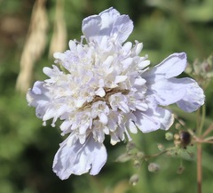 Scabiosa columbaria