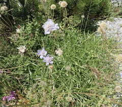 Scabiosa columbaria