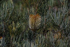 Banksia grossa