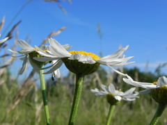 Tanacetum corymbosum