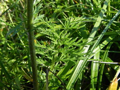 Tanacetum corymbosum