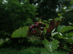 Crataegus chlorosarca