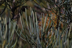 Banksia grossa