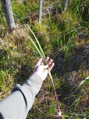 Watsonia meriana
