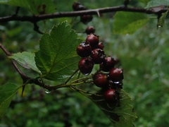 Crataegus chlorosarca