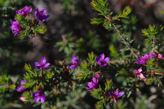 Calytrix sapphirina
