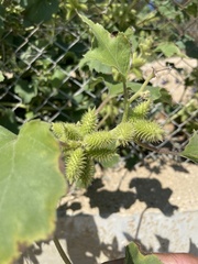 Xanthium orientale