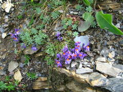 Linaria alpina