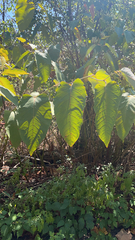 Reynoutria sachalinensis