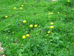 Trollius europaeus