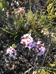Sonderothamnus speciosus