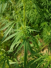 Cannabis sativa