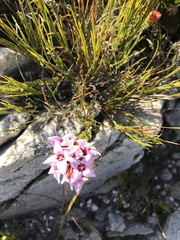 Sonderothamnus speciosus