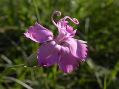 Dianthus longicaulis