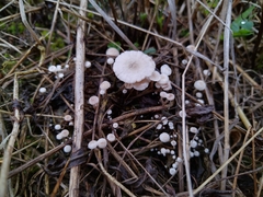 Collybia