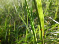 Dianthus longicaulis