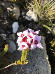 Sonderothamnus speciosus