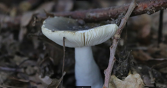 Russula fragilis