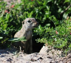 Xerospermophilus spilosoma