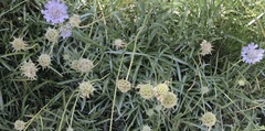 Scabiosa columbaria