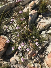 Sonderothamnus speciosus