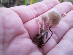 Collybia