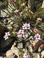 Sonderothamnus speciosus