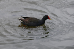 Gallinula tenebrosa