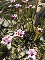Sonderothamnus speciosus