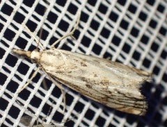 Catoptria falsella