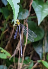 Coeliccia chromothorax