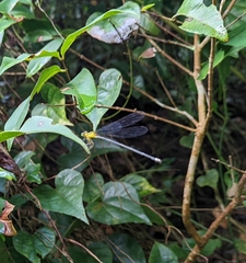 Coeliccia chromothorax