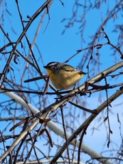 Pardalotus punctatus