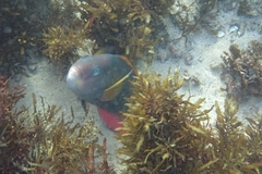 Notolabrus gymnogenis
