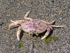 Metacarcinus magister