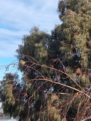 Pardalotus punctatus