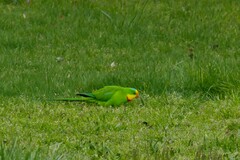 Polytelis swainsonii