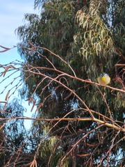 Pardalotus punctatus