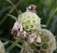 Scabiosa columbaria