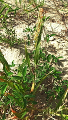 Panicum miliaceum