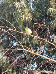 Pardalotus punctatus