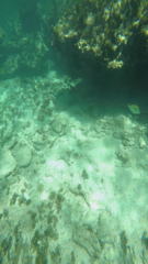 Acanthurus triostegus