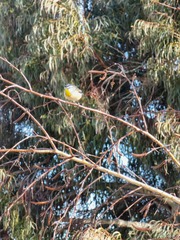 Pardalotus punctatus