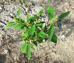 Cyclachaena xanthiifolia