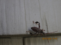 Leptoglossus oppositus