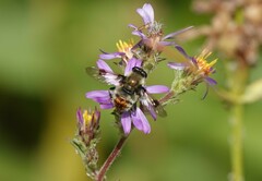 Sericomyia flagrans