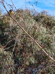 Pardalotus punctatus